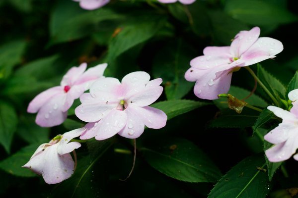 Sustainable strategies to shield uk carrots from root fly invaders