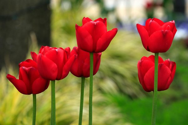 Mastering london's low emission zone: pro tips to challenge your speeding ticket